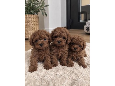 Safkan toy poodle yavruları