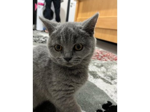 Dişi british shorthair