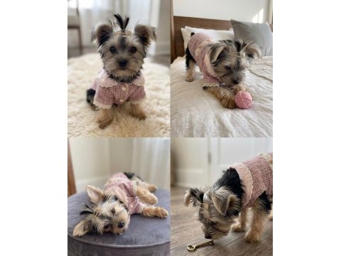 Barbie prenses yorkshire terrier