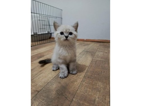 Elimde 5 tane scottish blue point bulunmakta