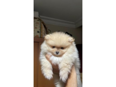 2 aylık pomeranian boo dişi