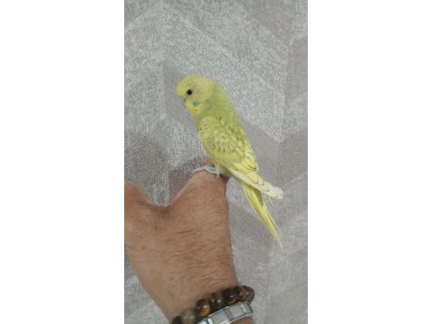 30 günlük muhabbet kuşu yavrum