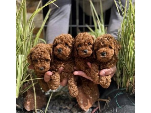 Red brown toy poodle ırk garantili yavrular 
