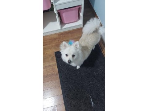 Pomeranian spitz