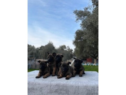 Muhteşem belçika malinois yavrularımız