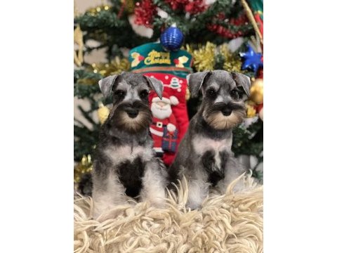 Fcı secereli miniatute schnauzer yavruları