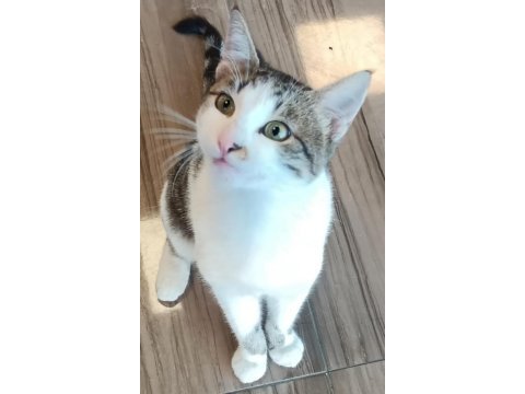 Çocuklu aileler için uygun kedimiz ısırma tırmalama yok
