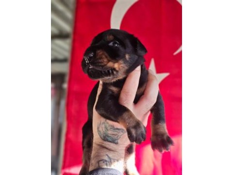 Fcı şecereli king doberman yavrular