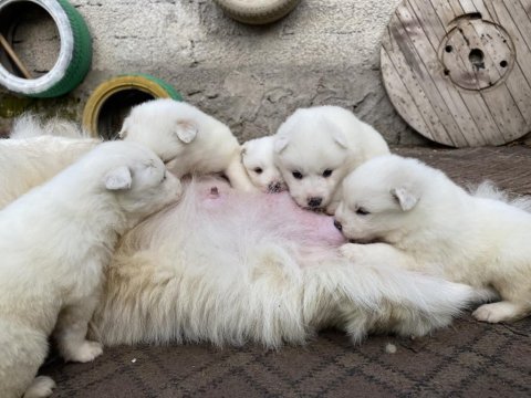 Kar beyaz samoyed yavrular ırk ve sağlık garantili