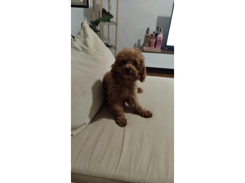 Acil toy poodle istanbul anadolu yakası