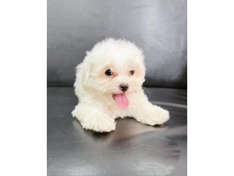 Irk garantili terrier yavruları