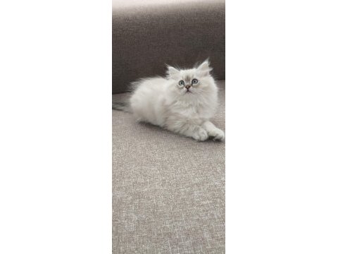 Yün yumağı çok tatlı chinchilla yavrular
