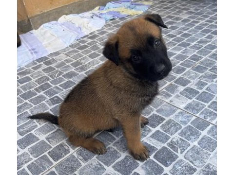 Safkan ırk garantili belçika kurdu