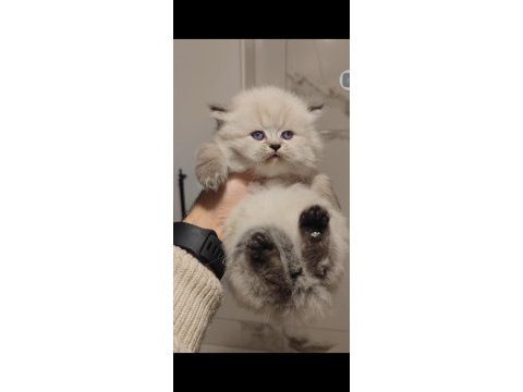 British longhair yavrumuz