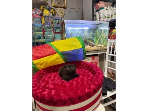 Çikolata scottish fold erkek bebek