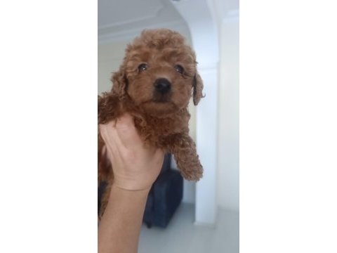 2 erkek poodle