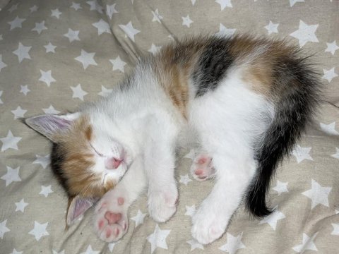 British shorthair kırması kedimiz