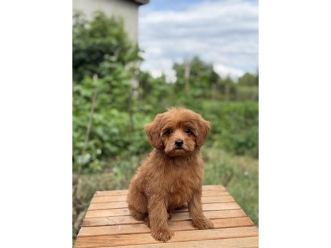 Red maltipoo erkek küt burun