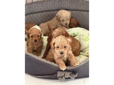 Ruhsatli köpek çiftliğinden maltipoo yavrularımız