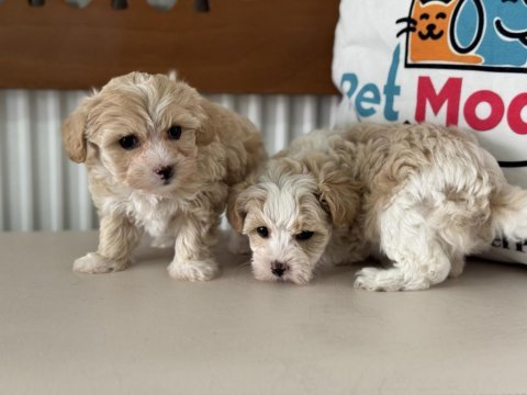 Çok özel tea cup kore maltipoo yavrularımız