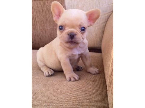 Egzotic french buldogg yavrular teslime hazır.