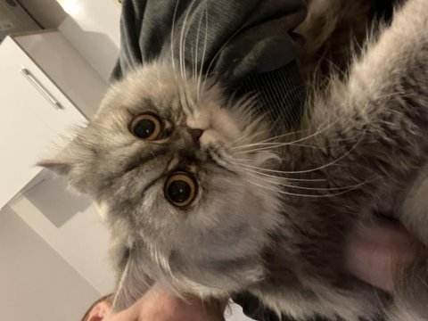 Chinchilla yuva arıyoruz