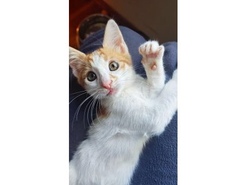 2 aylık çok oyuncu iri yapılı ve sıcakkanlı bebek kedimiz