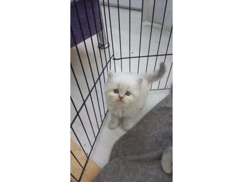 50 günlükbritish longhair yavrumuz 