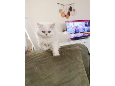 Silver point british longhair dişi