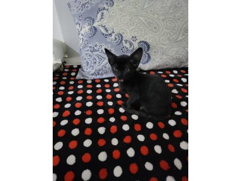 Acil babası siyam, annesi tekir 2.5 aylık