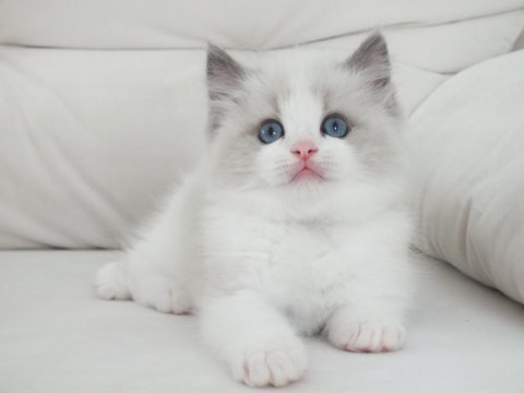 Full şecereli ragdoll yavruları