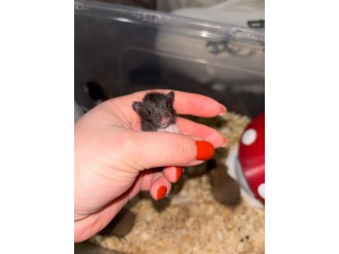 Uzun tüylü suriye hamsterları yeni sahiplerini bekliyor