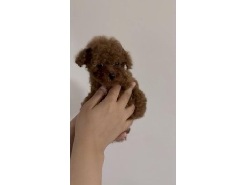 Teacup red ve red brown dişi erkek poodle yavrular