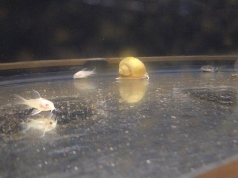 Albino - bronz çöpçü balığı