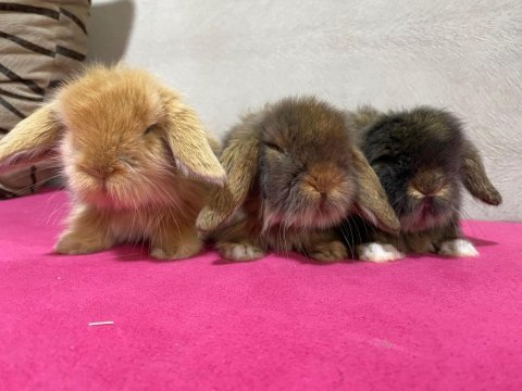 Hollanda lop tavşan yavruları her yere gönderim mevcut
