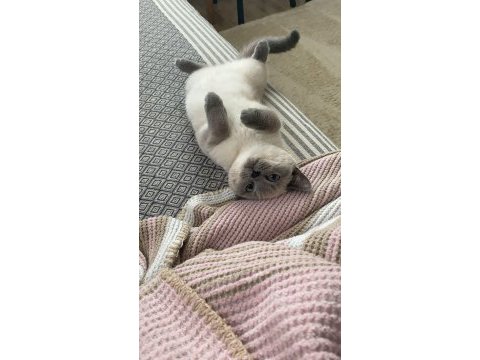 Ücretsiz british shorthair kedisi