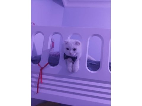 9 aylık kısırlaştırılmış erkek scotish fold