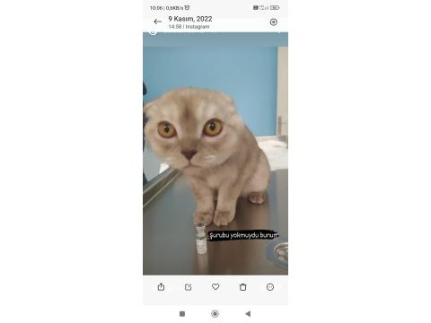 Scottish fold kedimize yeni yuva arıyoruz