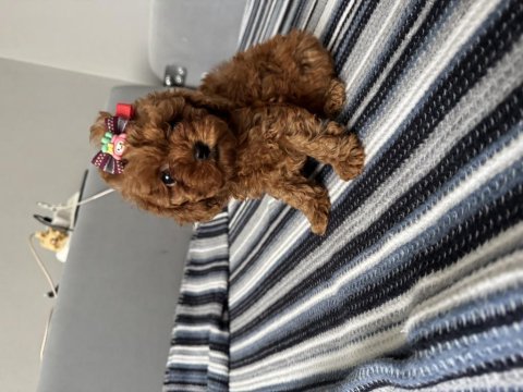 Anne altından tatlı tadında poodle bebekleri