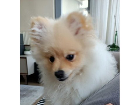 Pomeranian erkek 5 aylık