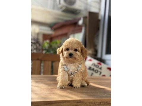 Orjinal maltipoo