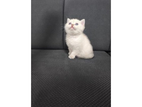 2.5 aylık dişi british shorthair