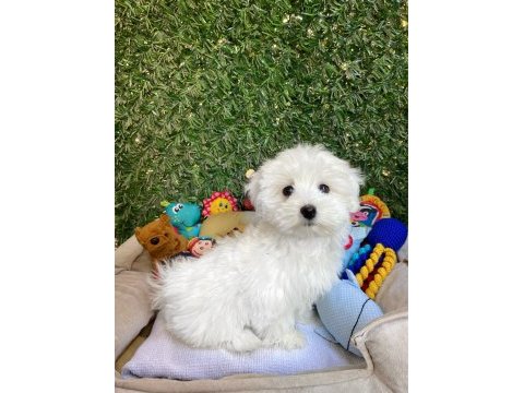 Kar topu gibi bembeyaz maltese terrier yavrular