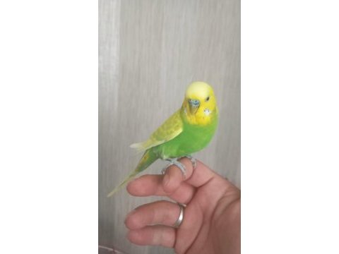 Konusan erkek muhabbet kusu