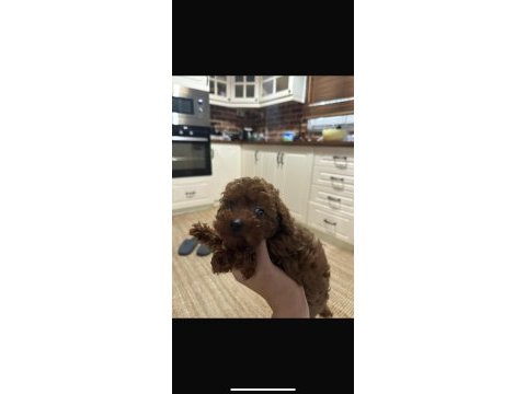 Erkek 1 yaşında toy poodle 1 kg