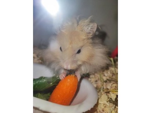 Hamster ücretsiz sahiplendirme