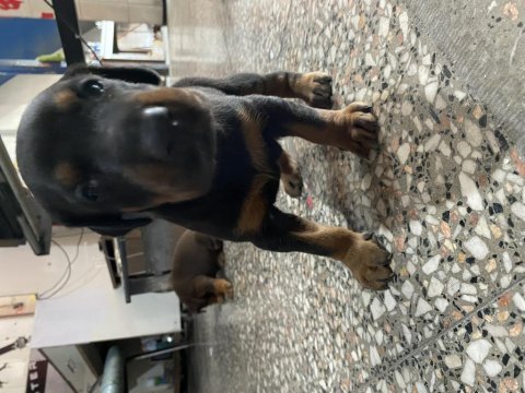 Kaliteli doberman yavruları