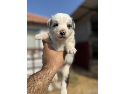 Blue merle ve siyah beyaz safkan border collie yavrular