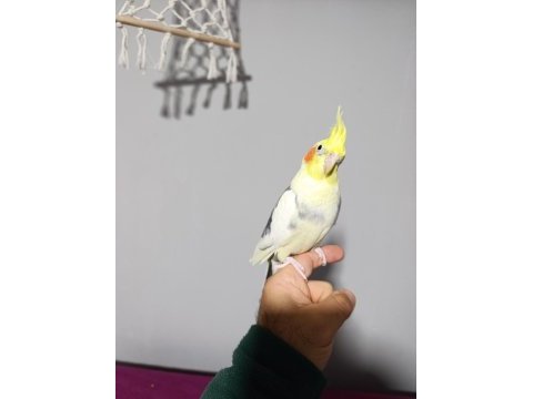 Konuşan sultan papağanı 1 yaşında