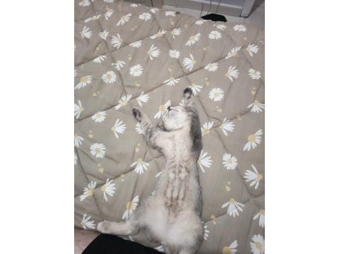 Scottish fold kedim 4 aylık sahibini arıyor